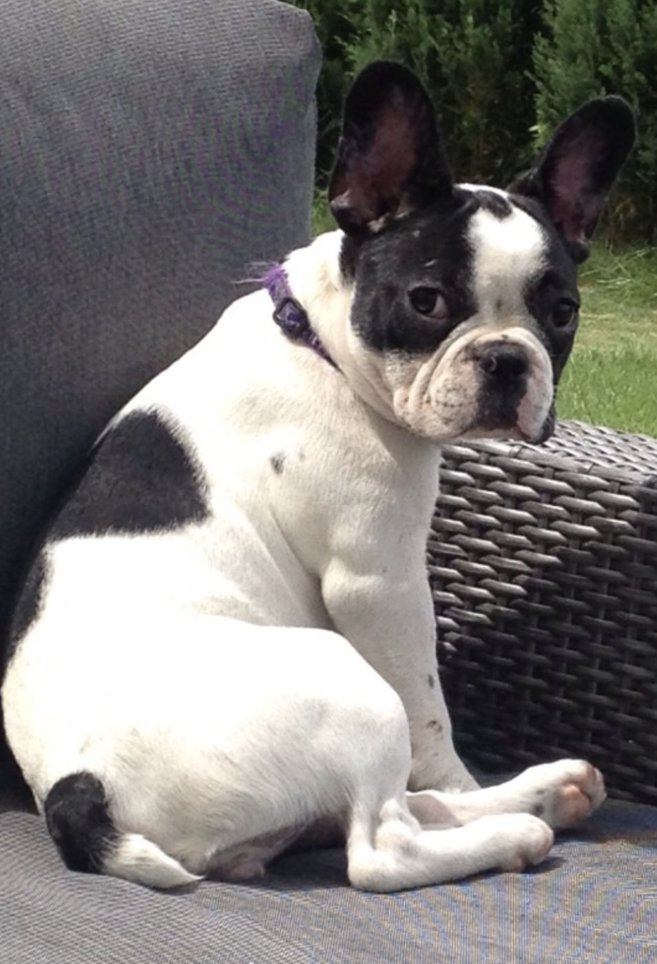 Pebbels als junge Hündin auf der Gartencouch in der Sonne